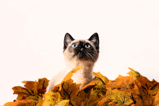 1756149 (a): :4844x3229